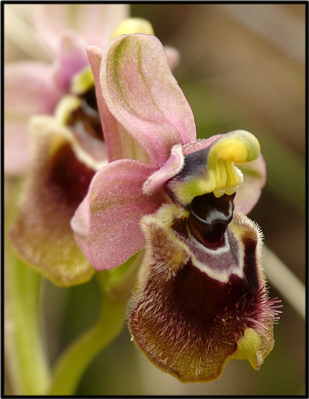 Ophrys tenthredifera strana e Serapias cordigera